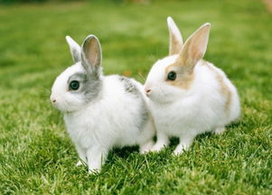 兔子的外貌特征和特点