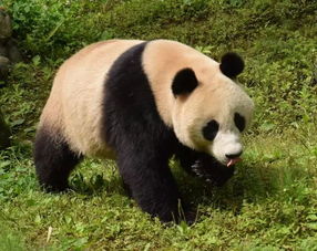 大熊猫的资料完整介绍