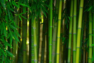 竹子的资料和特点