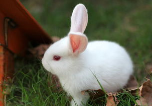 我喜欢小白兔二年级