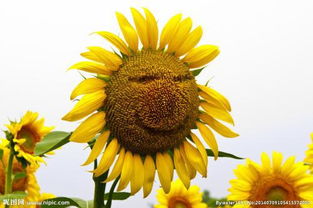 太阳花的外貌描写