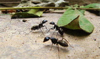 蚂蚁的资料说明文