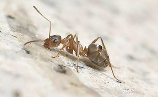最常见的几种蚂蚁