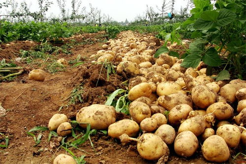 土豆种植的全部过程